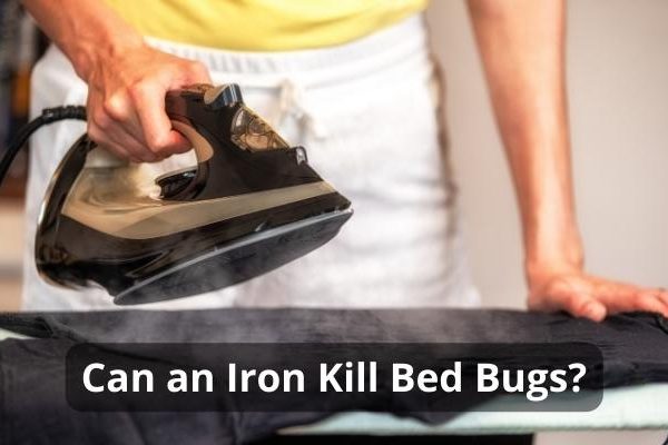Can an Iron Kill Bed Bugs