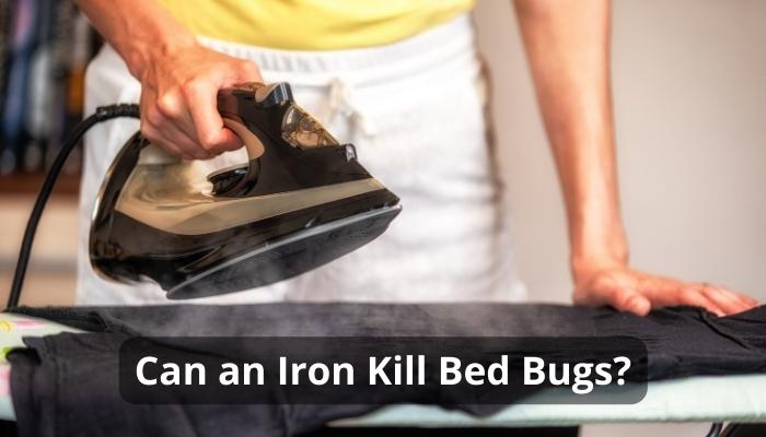 Can an Iron Kill Bed Bugs