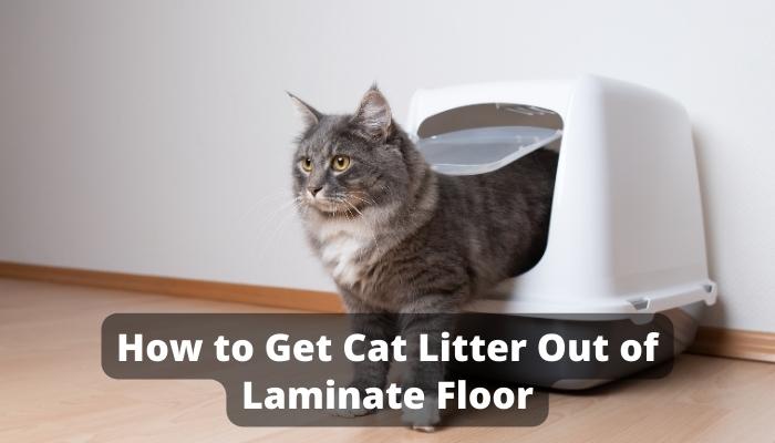 How to Clean Cat Litter Dust from Walls