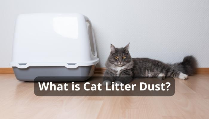 What is Cat Litter Dust?