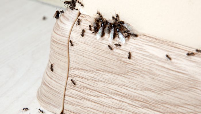how to get rid of ants in the house fast